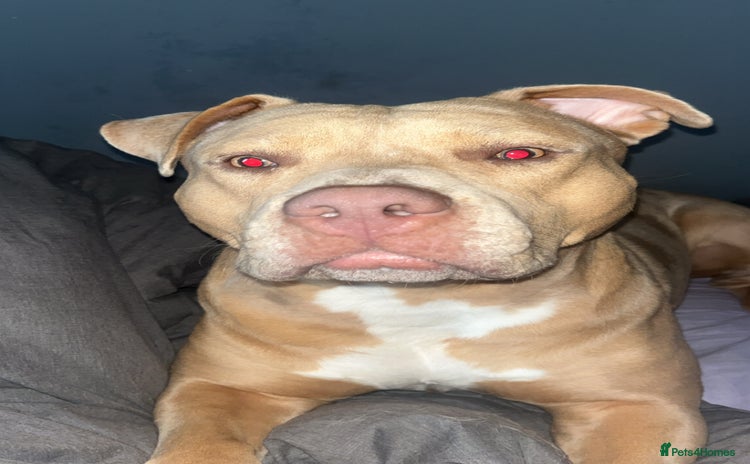 Mixed Breed dogs - Advert 1