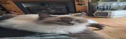 Maine Coon cats for sale: Maine coon cross ragdoll kittens - Advert 11