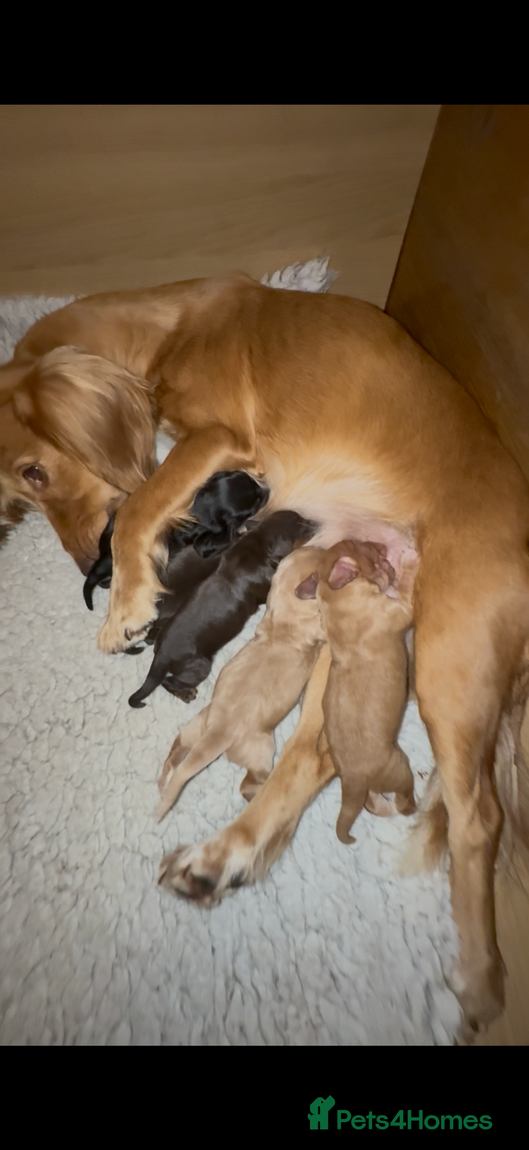 Cocker Spaniel dogs for sale: Quality KC registered FTC Working Cocker Spaniels - Image 1