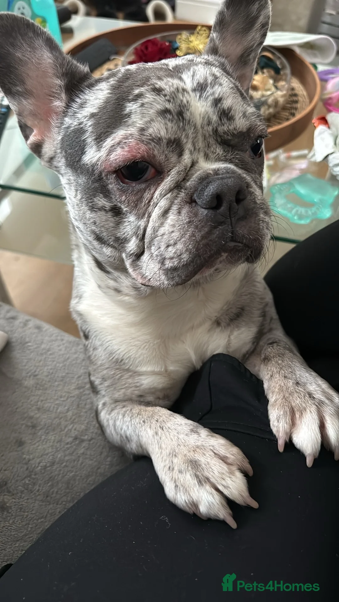 French Bulldog dogs for sale: French bulldog  in Saint Helens - Advert 2