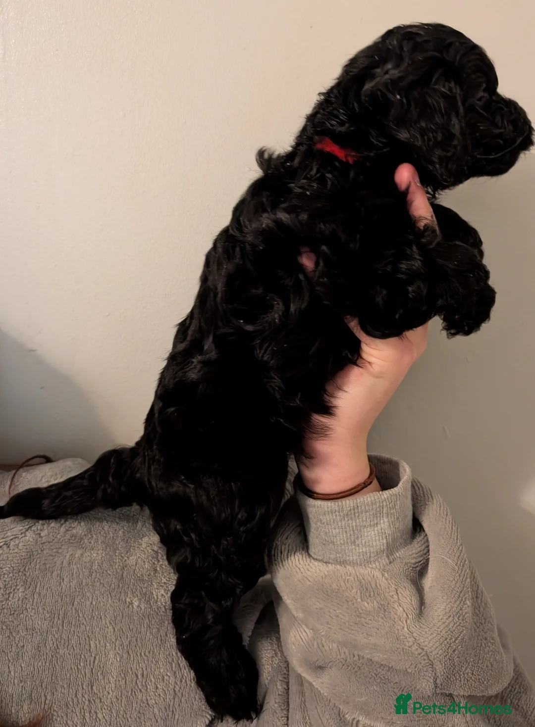 Cockapoo dogs for sale: F2b cockapoo pups Super Cute. Health test parents - Advert 35