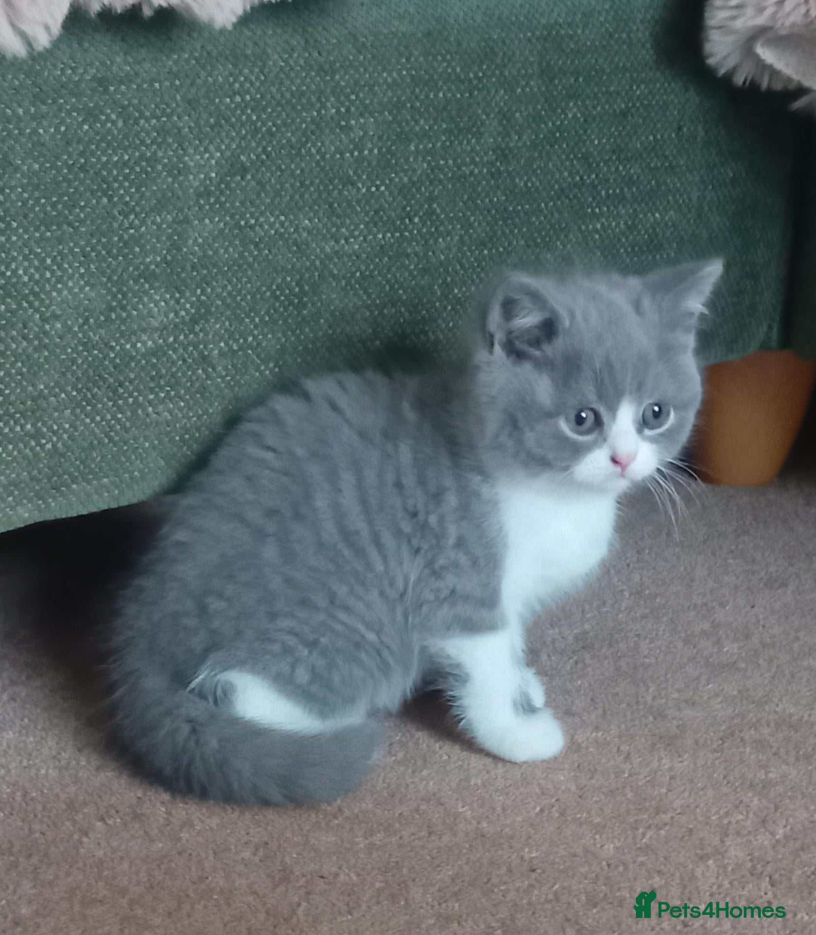 British Shorthair cats Beautiful British short-hair kittens  - Advert 2