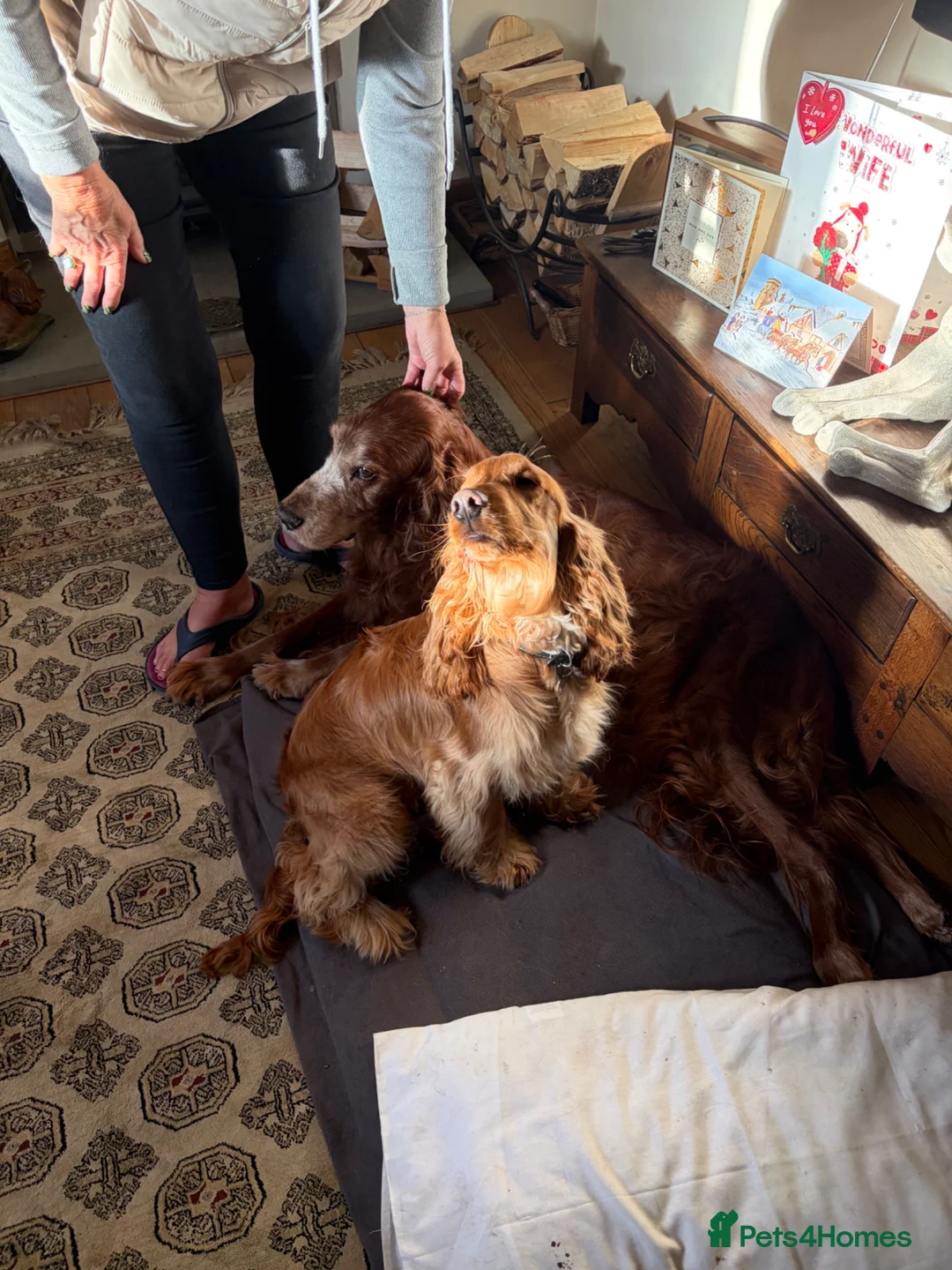 Cocker Spaniel dogs for sale: Beautiful 10 Month Golden Cocker Spaniel Dog Male in Liverpool - Advert 5