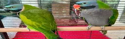 Parakeets birds for sale: Derbyan lord derby parakeet in Oldham - Advert 1