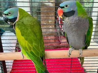 Parakeets birds Derbyan lord derby parakeet in Oldham - Advert 5