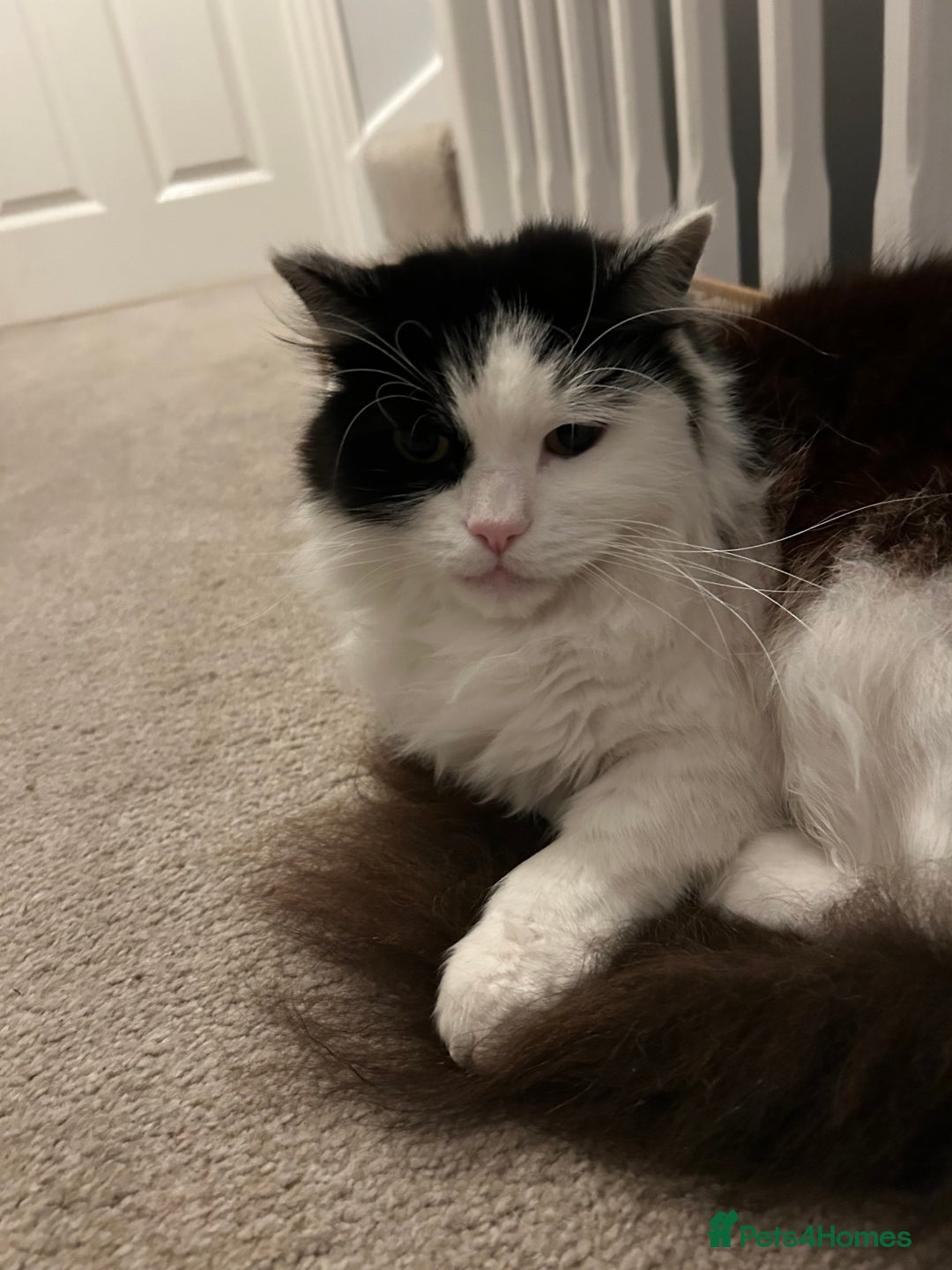 Domestic Shorthair cats for sale: Brothers for re homing  - Advert 2