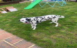 Dalmatian dogs for sale: Dalmatian needs rehoming  - Image 2