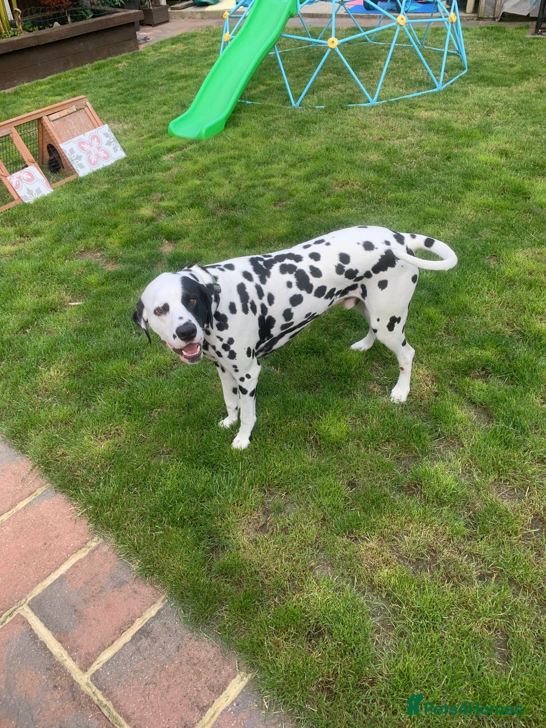 Dalmatian dogs for sale: Dalmatian needs rehoming  - Image 2
