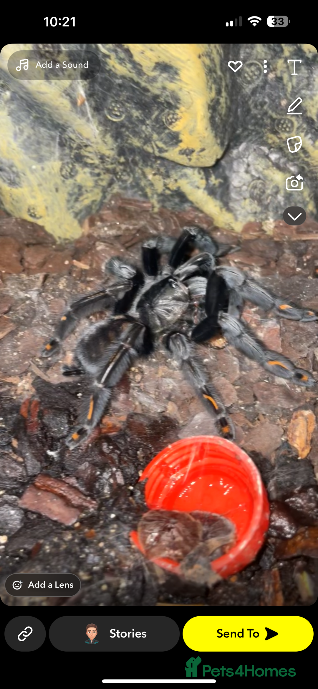 Spiders invertebrates for sale: Mix of tarantulas for sale  - Advert 1