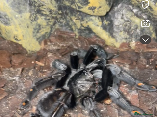 Spiders invertebrates Mix of tarantulas for sale - Advert 1