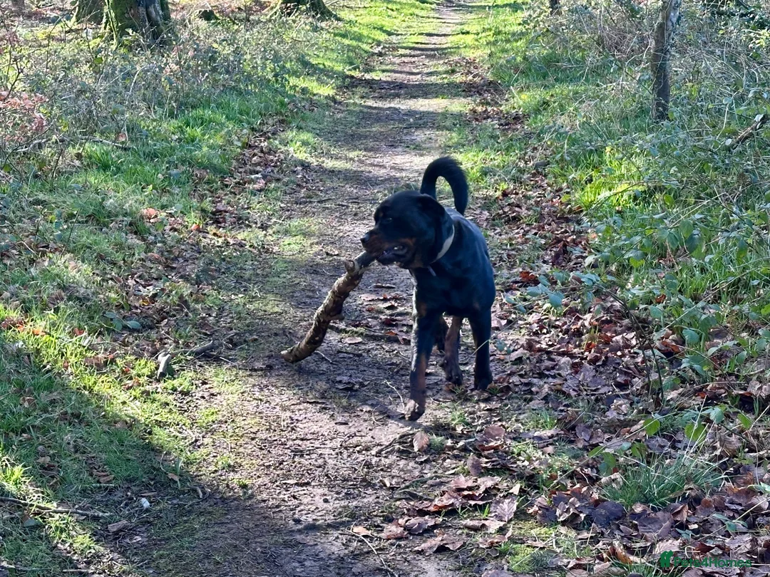 Mixed Breed dogs for sale: Reggie the Rottie in Honiton - Advert 6