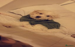 Bichon Frise dogs for stud: Bishon friese mix stud - Image 5