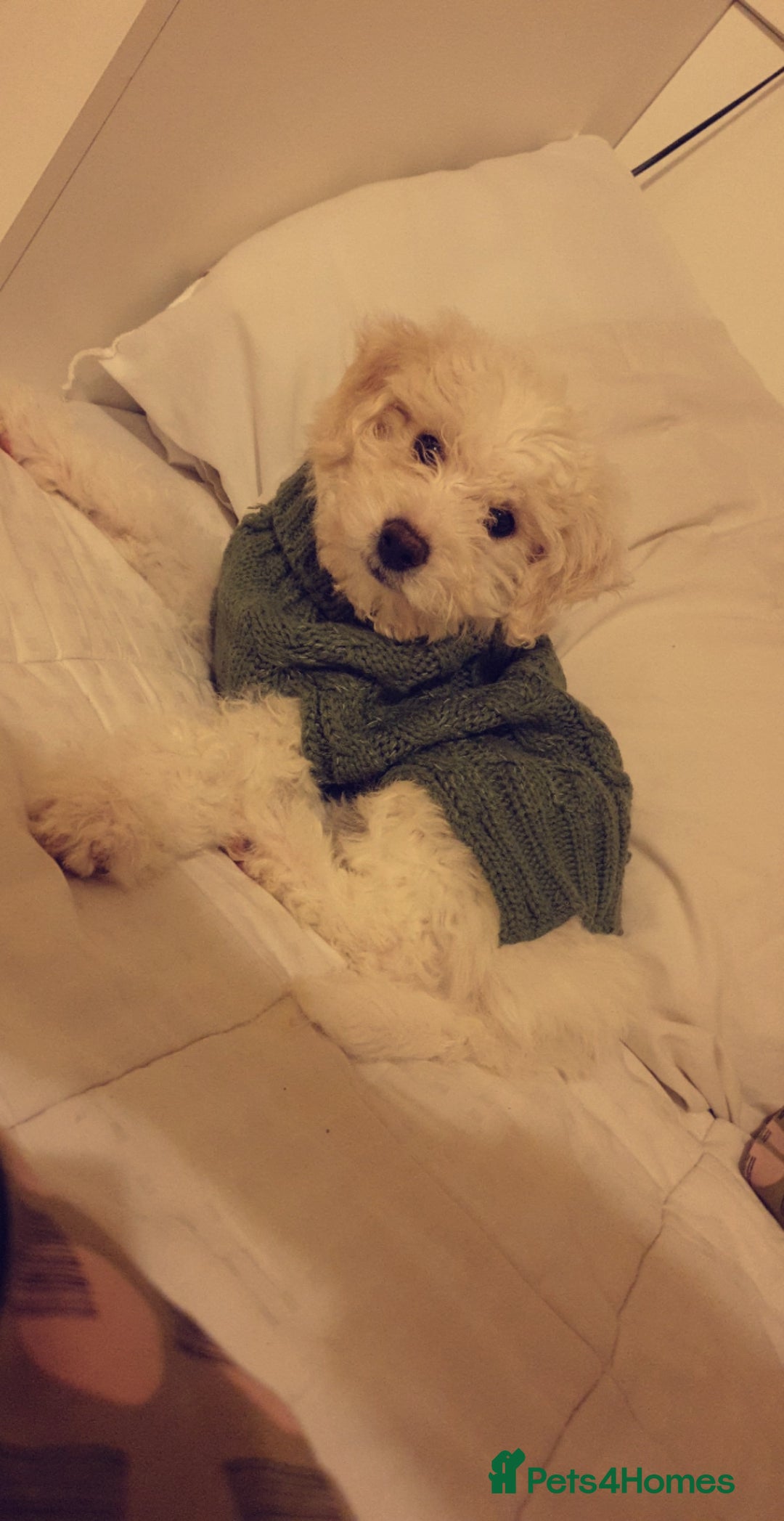 Bichon Frise dogs for stud: Bishon friese mix stud - Image 5