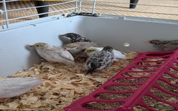 Quail poultry for sale: Button quail - Image 6