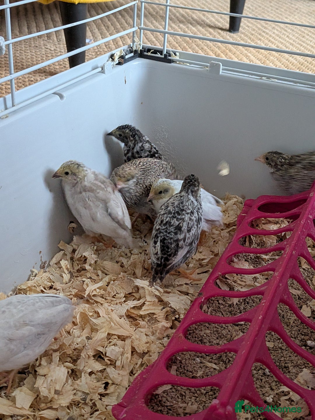 Quail poultry for sale: Button quail - Image 6