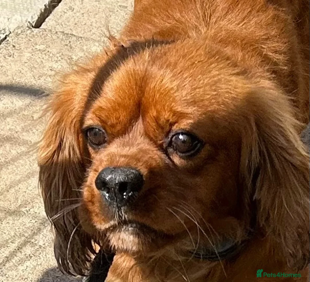 Cavalier King Charles Spaniel dogs for sale: Ruby red Cavalier King Charles boy - Advert 1