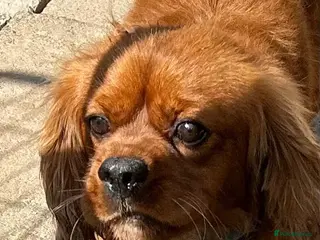 Cavalier King Charles Spaniel dogs Ruby red Cavalier King Charles boy - Advert 5