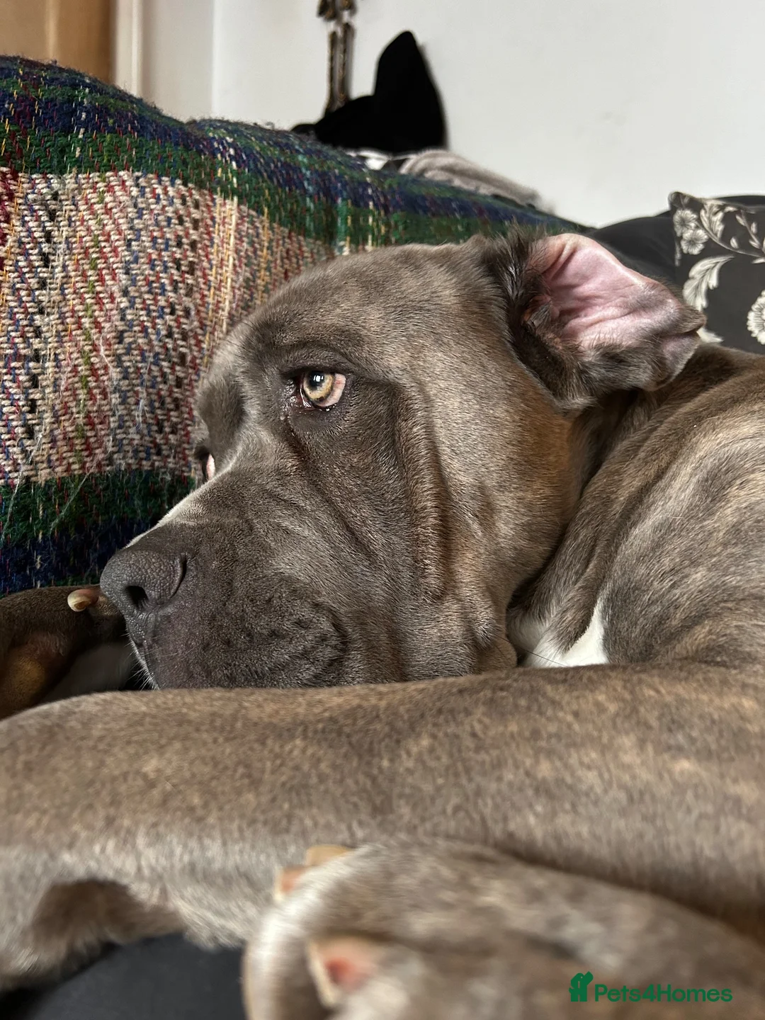 Mixed Breed dogs for sale: Cane Corso x Mixed Mastiff Puppies in Hull - Advert 2