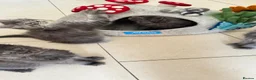 Maine Coon cats for sale: GCCF Rarely Available Mackerel XXLRussianBloodline - Advert 31