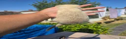 Ferret rodents for sale: Stunning ferret for sale - Advert 11