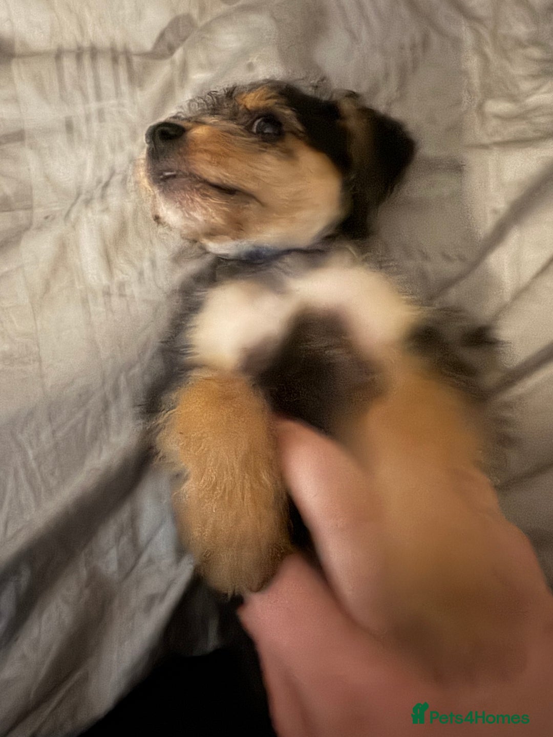 Jackapoo dogs for sale: 12 week old Jack-a-poo male puppy - Advert 5