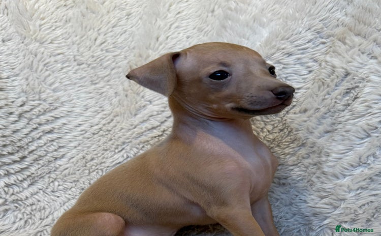 Italian Greyhound dogs KC Italian Greyhound Puppies Champion lines ⭐️ - Advert 6