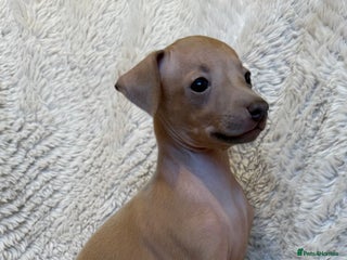 Italian Greyhound dogs KC Italian Greyhound Puppies Champion lines ⭐️ - Advert 6