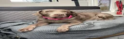 Labrador Retriever dogs for sale: Stunning KC Pedigree Silver Labrador Puppies - Advert 5