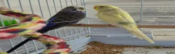Budgerigars birds for sale: Budgies for sale in Southsea - Advert 1