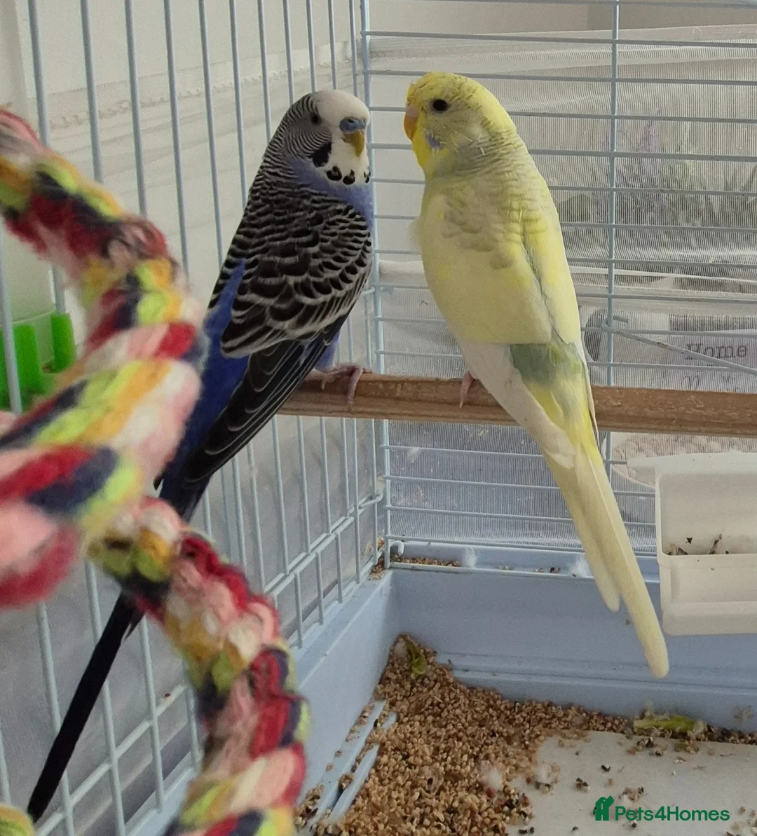 Budgerigars birds for sale: Budgies for sale in Southsea - Advert 1