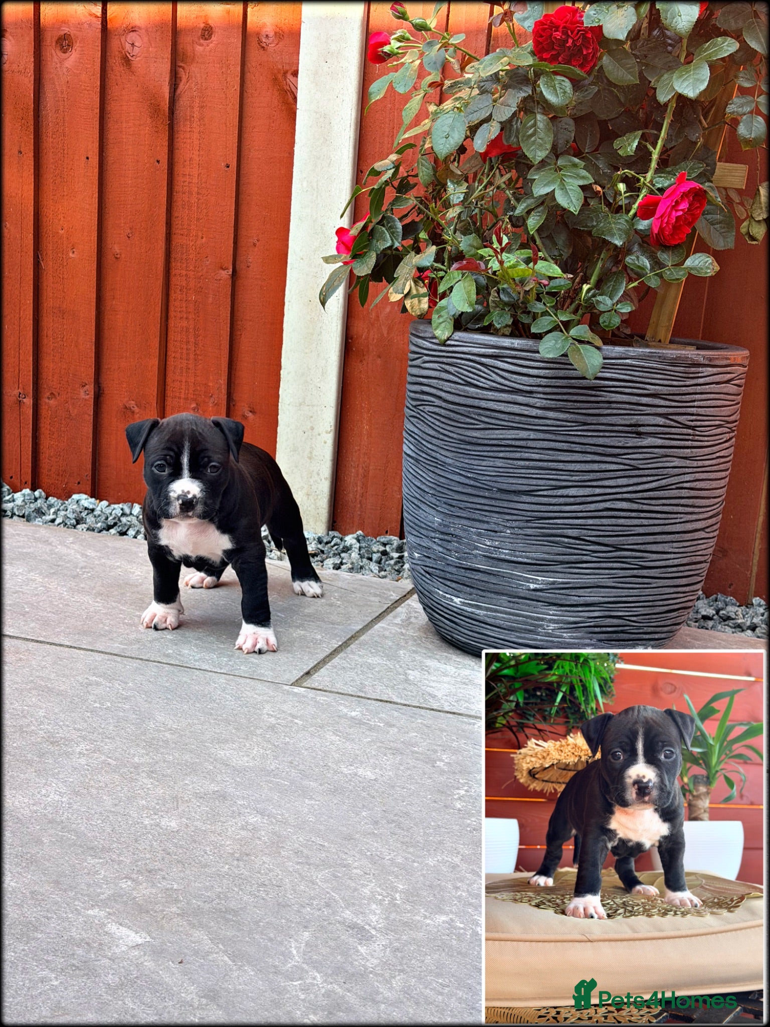 Staffordshire Bull Terrier dogs ONLY 4 LEFT❗️❗️❗️Staffordshire Bull Terrier 🐶 - Advert 2