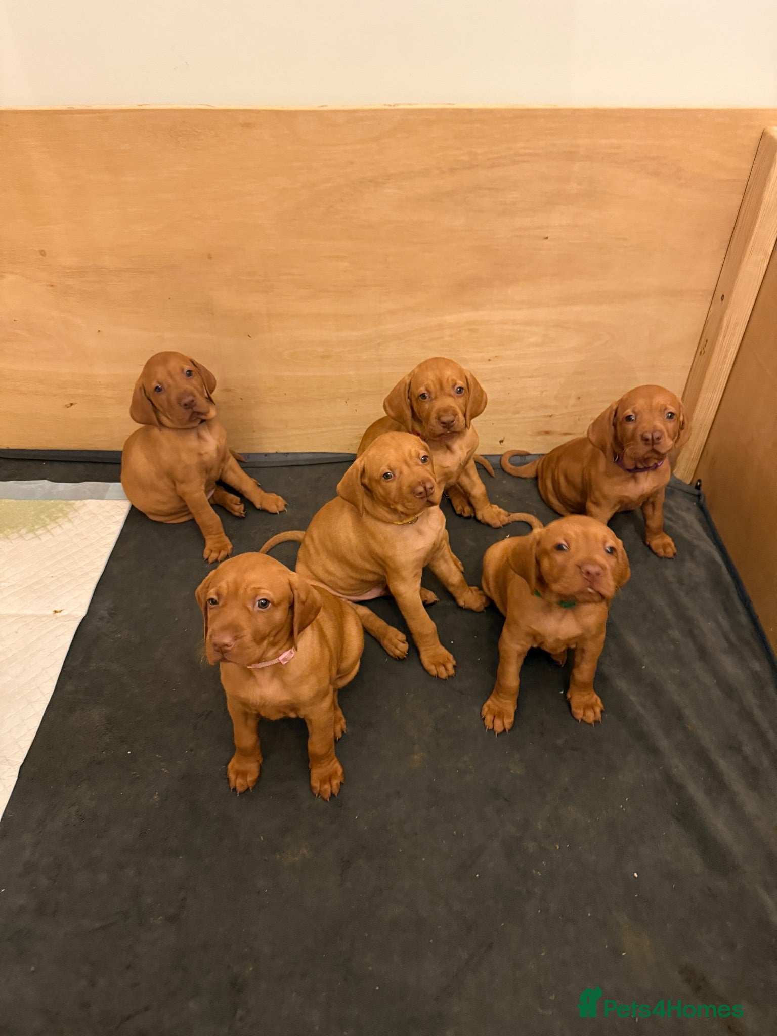 Hungarian Vizsla dogs Adorable Hungarian Vizsla Pups - Advert 2