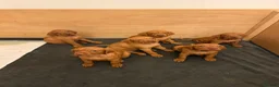 Hungarian Vizsla dogs for sale: Ready Now KC Hungarian Vizsla Puppies - Advert 4
