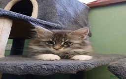 Maine Coon cats for sale: Maine Coon Kittens - Image 3
