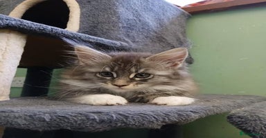Maine Coon cats - Advert 8