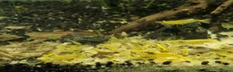 Shrimps fish for sale: Neocaridina Shrimp, Cherry Shrimp, Yellow Goldback - Advert 4
