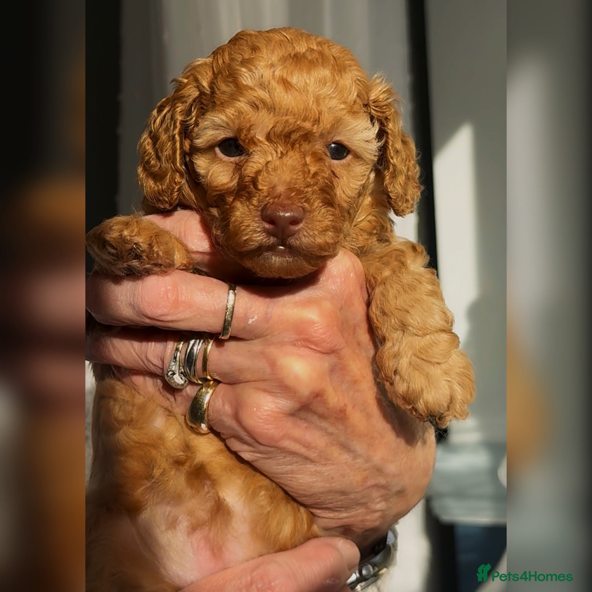 Toy Poodle dogs Exquisite small Toy Poodles  - Advert 1