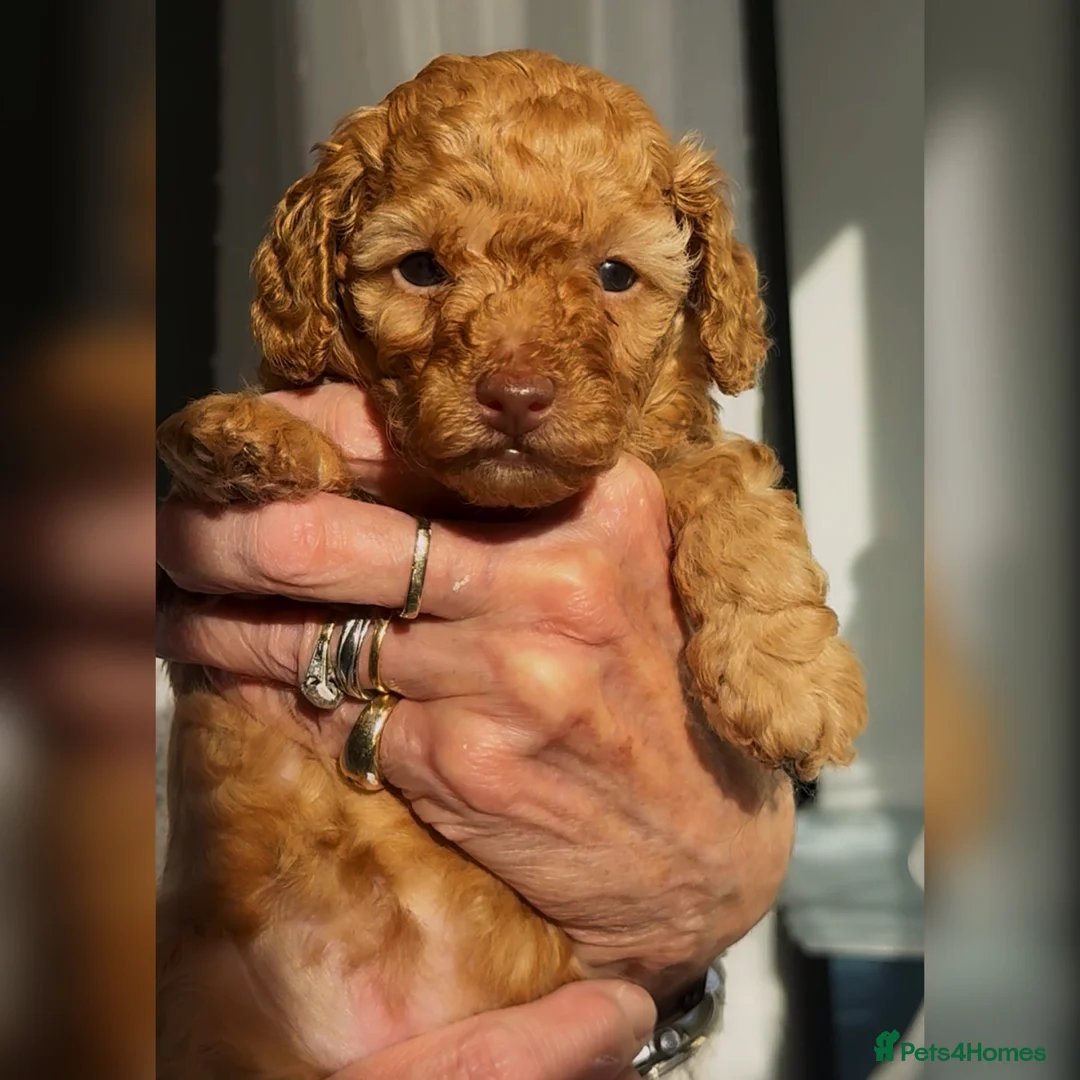 Toy Poodle dogs for sale: Exquisite small Toy Poodles  - Advert 1