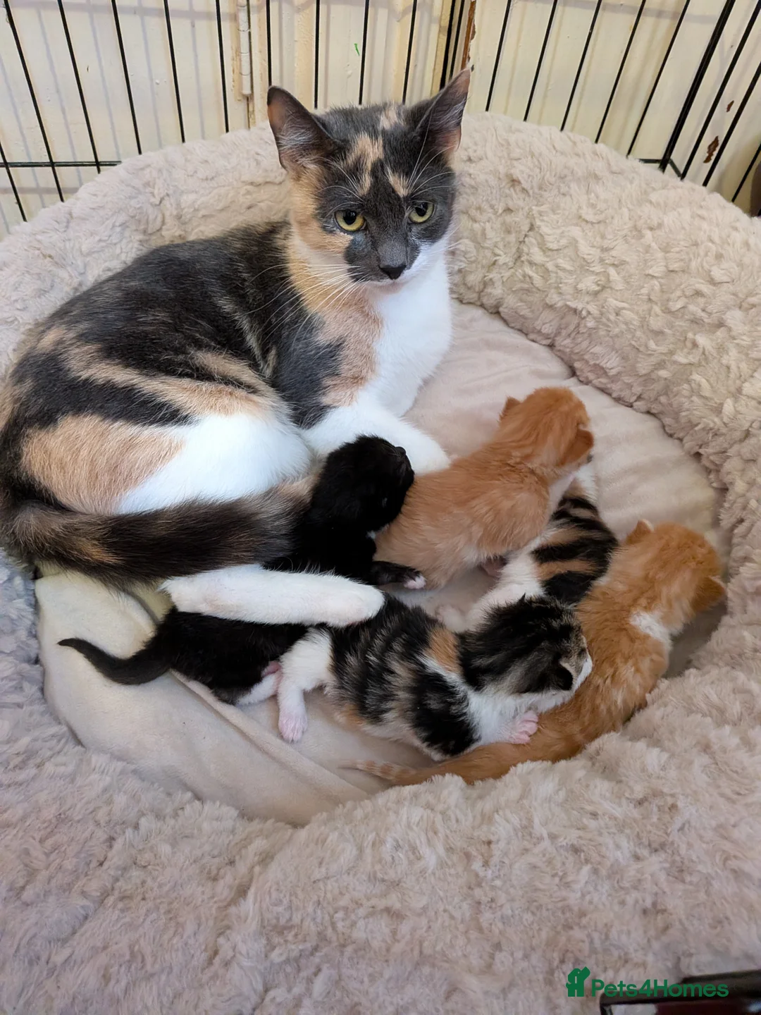 Mixed Breed cats for sale: Gorgeous mixed breed kittens - Advert 1