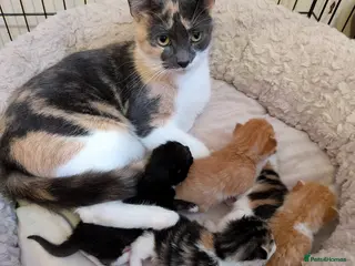 Mixed Breed cats Gorgeous mixed breed kittens - Advert 12