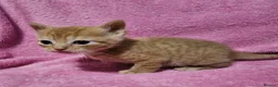 Mixed Breed cats for sale: Persain X Domestic Available  - Advert 19
