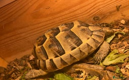 Tortoise reptiles for sale: Dave the Mediterranean spur thighed  - Advert 3