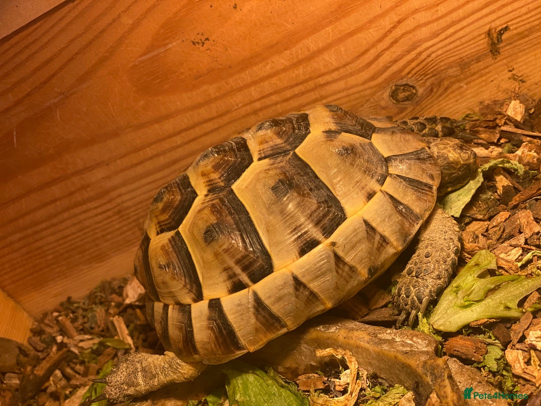 Tortoise reptiles for sale: Dave the Mediterranean spur thighed  - Advert 3
