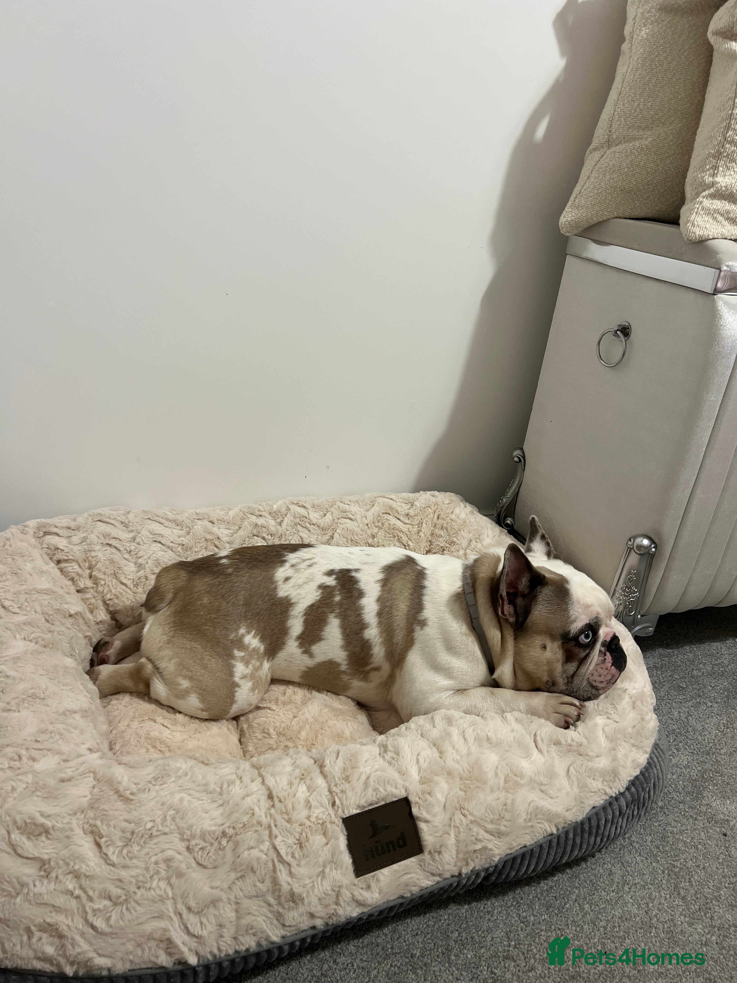 French Bulldog dogs Chunkz is looking for a new home  - Advert 2