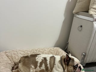 French Bulldog dogs Chunkz is looking for a new home - Advert 2