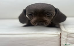 Miniature Dachshund dogs for sale: Beautiful babies - Image 5