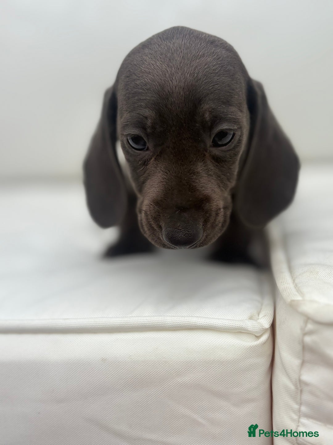 Miniature Dachshund dogs for sale: Beautiful babies - Image 5