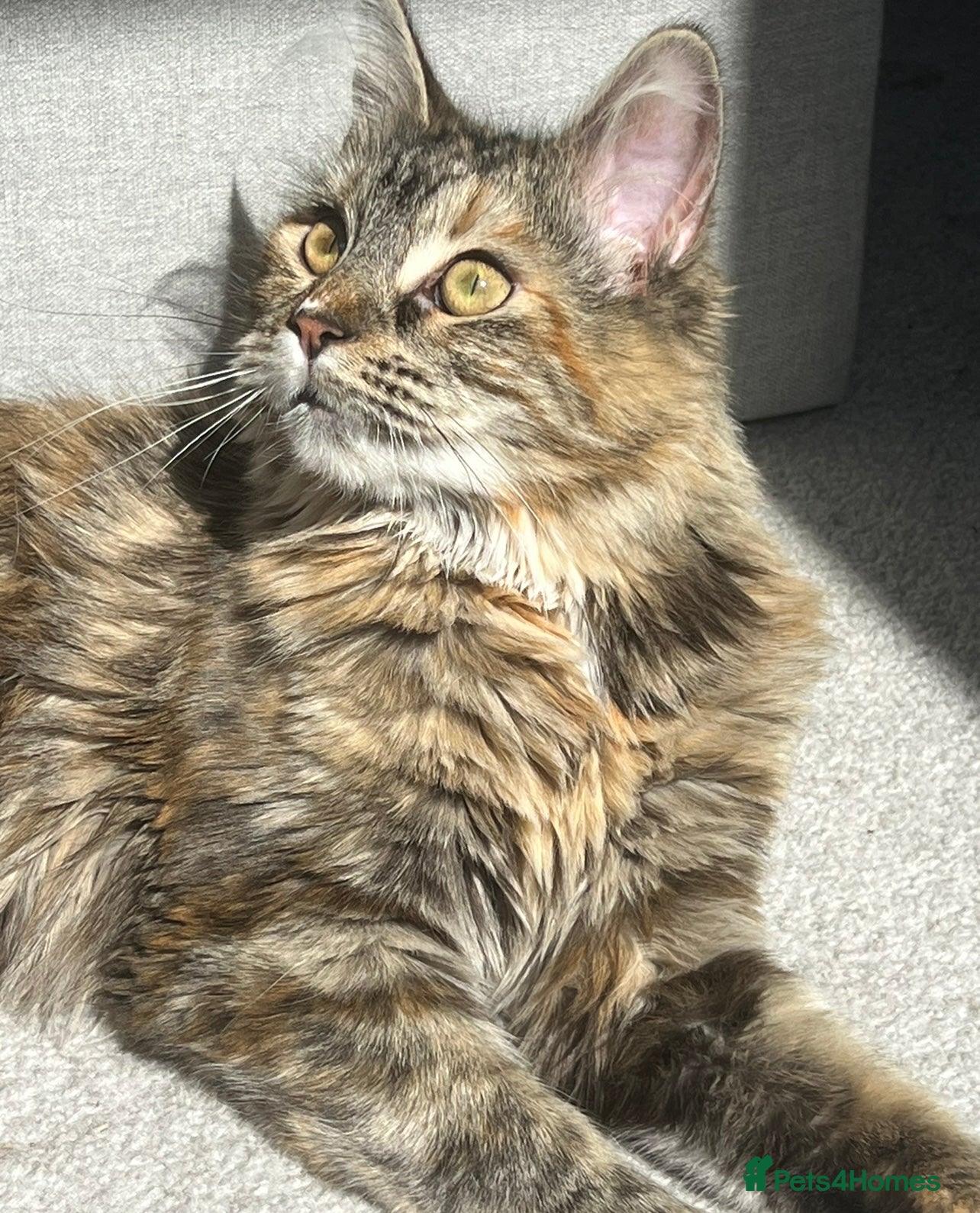 Mixed Breed cats Nala Mainecoon mixed ragdoll 1 year 6 months old - Advert 3