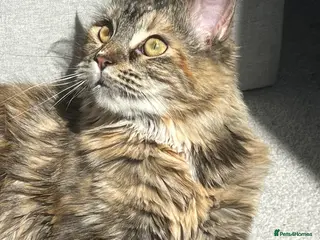 Mixed Breed cats Nala Mainecoon mixed ragdoll 1 year 6 months old - Advert 3