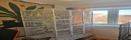 Budgerigars birds for sale: Seeking Experienced Owner for Disabled Budgie in Knaresborough - Advert 4